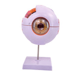 Maxbell Human Eye Anatomical Model Eyeball Display Model for Lab Observation Student