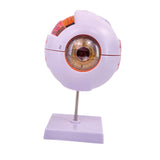 Maxbell Human Eye Anatomical Model Eyeball Display Model for Lab Observation Student