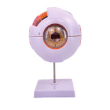 Maxbell Human Eye Anatomical Model Eyeball Display Model for Lab Observation Student