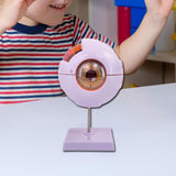 Maxbell Human Eye Anatomical Model Eyeball Display Model for Lab Observation Student