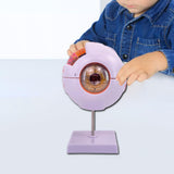 Maxbell Human Eye Anatomical Model Eyeball Display Model for Lab Observation Student