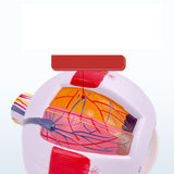 Maxbell Human Eye Anatomical Model Eyeball Display Model for Lab Observation Student