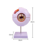 Maxbell Human Eye Anatomical Model Eyeball Display Model for Lab Observation Student