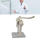 Maxbell Shoulder Joint Model Realistic Anatomical Model for Office Training Studying