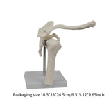 Maxbell Shoulder Joint Model Realistic Anatomical Model for Office Training Studying