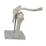 Maxbell Shoulder Joint Model Realistic Anatomical Model for Office Training Studying