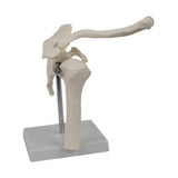 Maxbell Shoulder Joint Model Realistic Anatomical Model for Office Training Studying