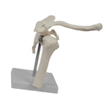 Maxbell Shoulder Joint Model Realistic Anatomical Model for Office Training Studying