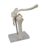 Maxbell Shoulder Joint Model Realistic Anatomical Model for Office Training Studying