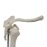 Maxbell Shoulder Joint Model Realistic Anatomical Model for Office Training Studying