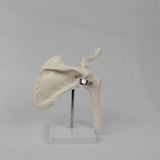 Maxbell Shoulder Joint Model Realistic Anatomical Model for Office Training Studying