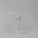 Maxbell Shoulder Joint Model Realistic Anatomical Model for Office Training Studying