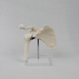 Maxbell Shoulder Joint Model Realistic Anatomical Model for Office Training Studying