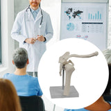 Maxbell Shoulder Joint Model Realistic Anatomical Model for Office Training Studying