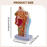 Maxbell Nasal Oral Cavity Throat Anatomy Model for Biology Display Teaching Learning