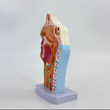 Maxbell Nasal Oral Cavity Throat Anatomy Model for Biology Display Teaching Learning