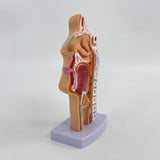 Maxbell Nasal Oral Cavity Throat Anatomy Model for Biology Display Teaching Learning