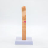 Maxbell Nasal Oral Cavity Throat Anatomy Model for Biology Display Teaching Learning