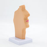 Maxbell Nasal Oral Cavity Throat Anatomy Model for Biology Display Teaching Learning