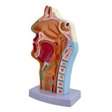 Maxbell Nasal Oral Cavity Throat Anatomy Model for Biology Display Teaching Learning
