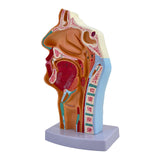 Maxbell Nasal Oral Cavity Throat Anatomy Model for Biology Display Teaching Learning