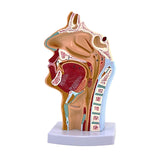 Maxbell Nasal Oral Cavity Throat Anatomy Model for Biology Display Teaching Learning