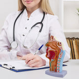 Maxbell Nasal Oral Cavity Throat Anatomy Model for Biology Display Teaching Learning