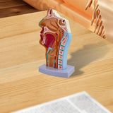 Maxbell Nasal Oral Cavity Throat Anatomy Model for Biology Display Teaching Learning