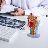 Maxbell Nasal Oral Cavity Throat Anatomy Model for Biology Display Teaching Learning