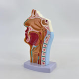 Maxbell Nasal Oral Cavity Throat Anatomy Model for Biology Display Teaching Learning