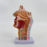 Maxbell Nasal Oral Cavity Throat Anatomy Model for Biology Display Teaching Learning