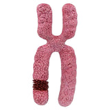 Maxbell x Chromosome Model Sturdy Meiosis Organelle Cell for Classroom Science Study