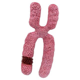 Maxbell x Chromosome Model Sturdy Meiosis Organelle Cell for Classroom Science Study