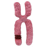 Maxbell x Chromosome Model Sturdy Meiosis Organelle Cell for Classroom Science Study