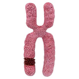 Maxbell x Chromosome Model Sturdy Meiosis Organelle Cell for Classroom Science Study