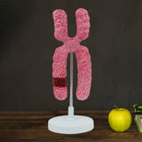 Maxbell x Chromosome Model Sturdy Meiosis Organelle Cell for Classroom Science Study