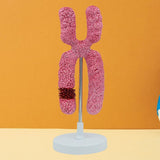 Maxbell x Chromosome Model Sturdy Meiosis Organelle Cell for Classroom Science Study