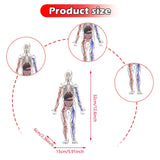 Maxbell Human Body Skeleton Model Kits Study Tools for School Student Boys and Girls