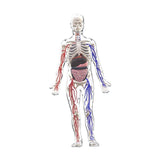 Maxbell Human Body Skeleton Model Kits Study Tools for School Student Boys and Girls