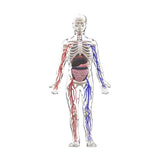 Maxbell Human Body Skeleton Model Kits Study Tools for School Student Boys and Girls