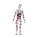 Maxbell Human Body Skeleton Model Kits Study Tools for School Student Boys and Girls