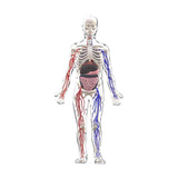 Maxbell Human Body Skeleton Model Kits Study Tools for School Student Boys and Girls