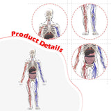 Maxbell Human Body Skeleton Model Kits Study Tools for School Student Boys and Girls