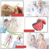 Maxbell Human Body Skeleton Model Kits Study Tools for School Student Boys and Girls