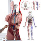 Maxbell Human Body Skeleton Model Kits Study Tools for School Student Boys and Girls