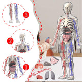 Maxbell Human Body Skeleton Model Kits Study Tools for School Student Boys and Girls