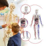 Maxbell Human Body Skeleton Model Kits Study Tools for School Student Boys and Girls