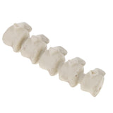 Maxbell Horrific Skeleton Bones 12 Pieces with Skull for Halloween Party Decorations