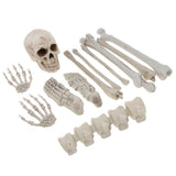Maxbell Horrific Skeleton Bones 12 Pieces with Skull for Halloween Party Decorations