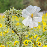 Maxbell Wedding Giant Flower Decoration Versatile Props for Holiday Ceremony Banquet Diameter 40cm